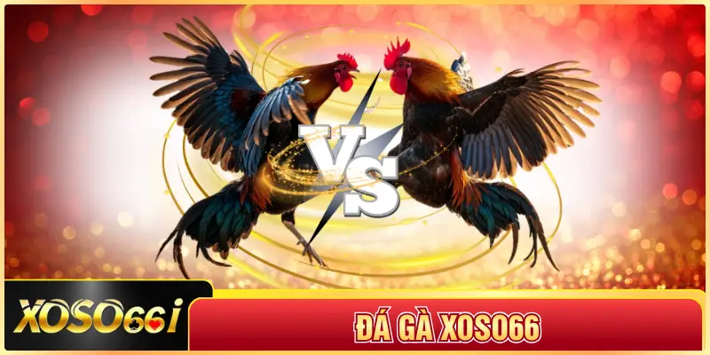 Đá Gà XOSO66