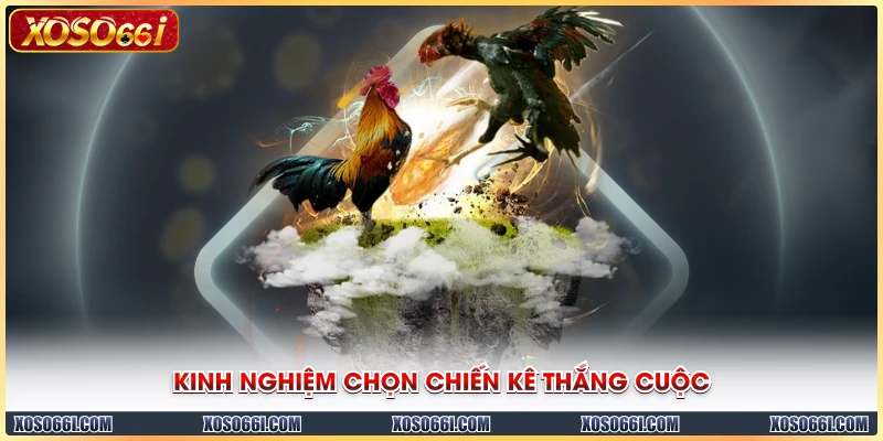 Kinh nghiệm chọn chiến kê giúp thắng cuộc