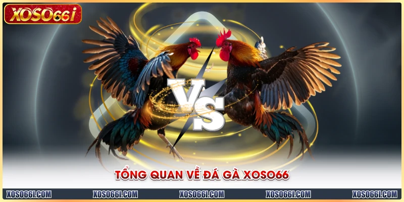 Tổng quan về đá gà XOSO66